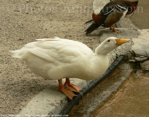 Photo de Canard