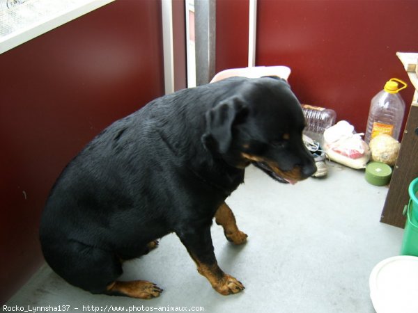 Photo de Rottweiler