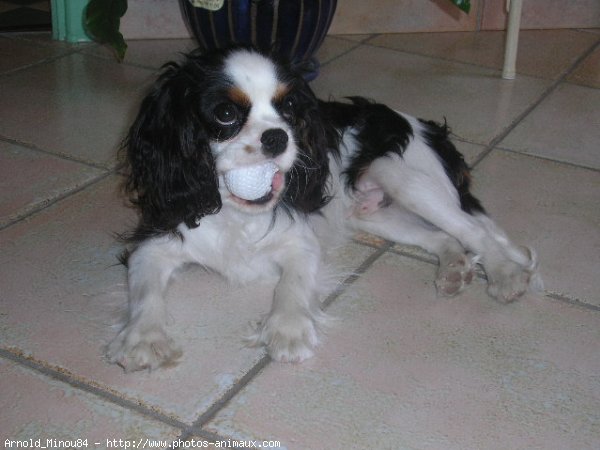 Photo de Cavalier king charles spaniel