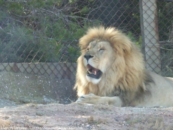 Photo de Lion