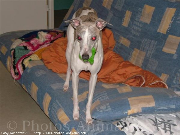 Photo de Whippet