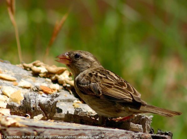 Photo de Moineau