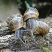 Photo d'Escargot