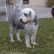 Photo de Bobtail