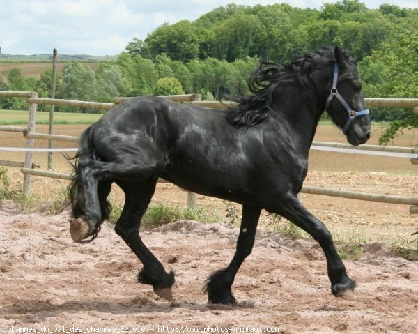 Photo de Frison