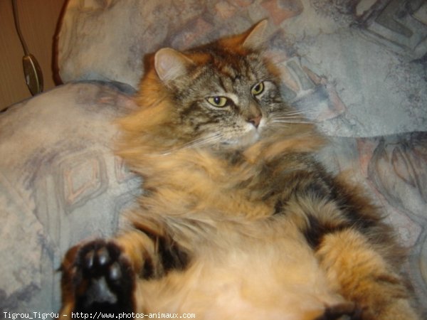 Photo de Maine coon