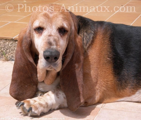 Photo de Basset hound