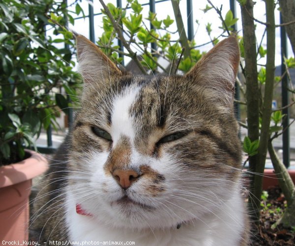 Photo de Chat domestique