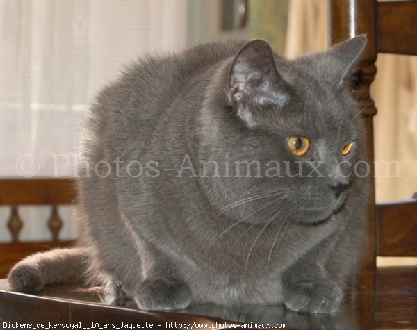 Photo de Chartreux