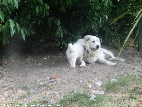 Photo de Chien de montagne des pyrnes