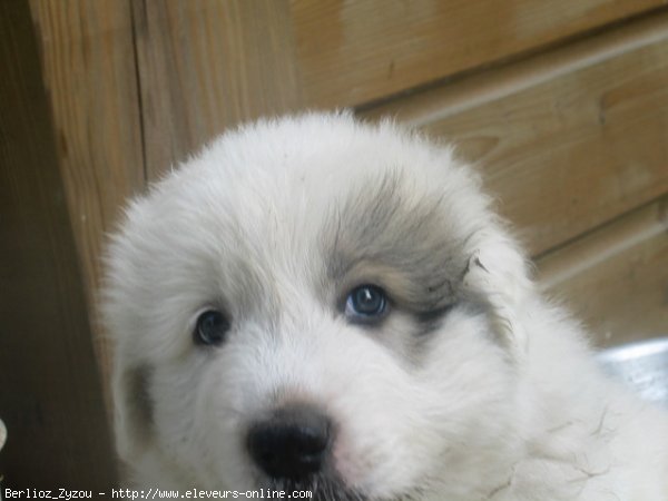 Photo de Chien de montagne des pyrnes