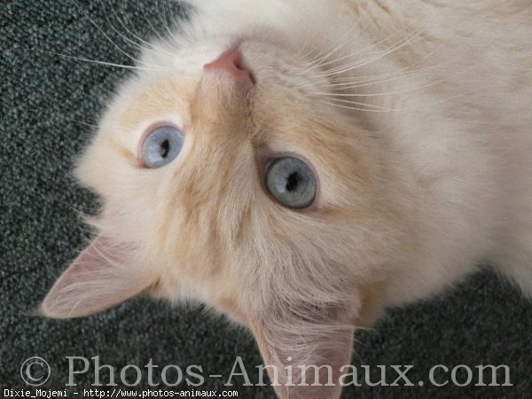 Photo de Ragdoll