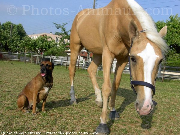 Photo de Palomino