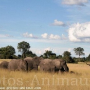 Photo d'Elphant d'afrique