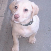 Photo de Labrador retriever