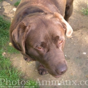 Photo de Labrador retriever