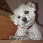 Photo de Bichon  poil fris