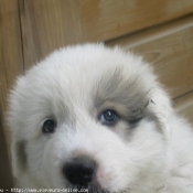 Photo de Chien de montagne des pyrnes