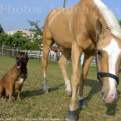 Photo de Palomino