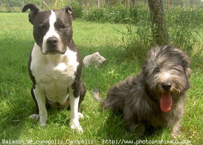 Photo de Skye terrier