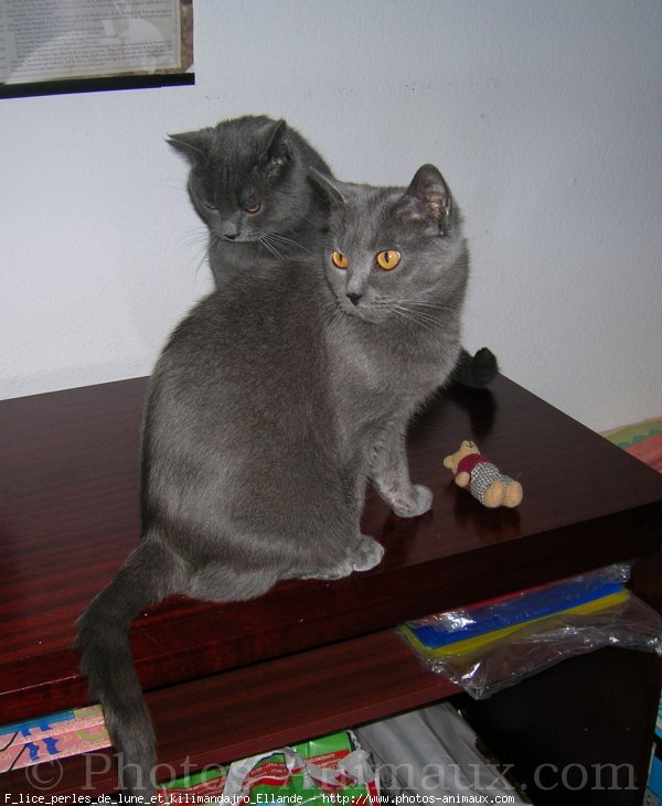 Photo de Chartreux