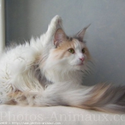 Photo de Maine coon