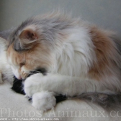 Photo de Maine coon