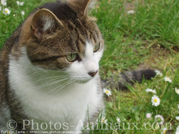 Photo de Chat domestique