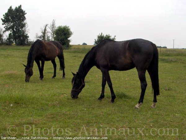 Photo de Races diffrentes