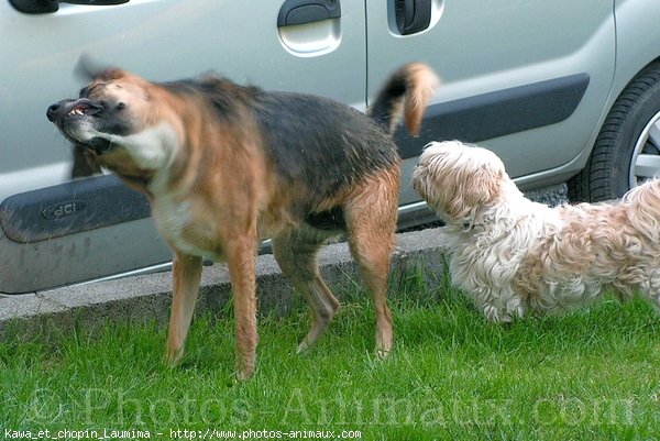 Photo de Races diffrentes