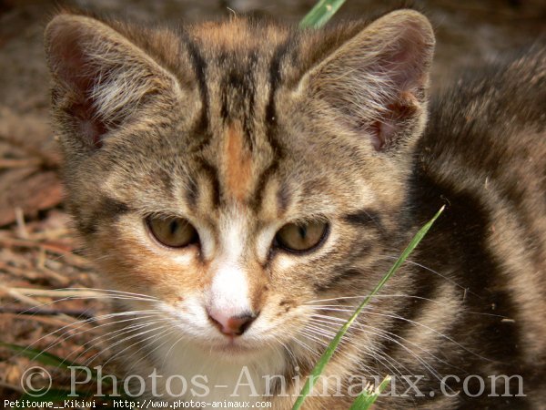 Photo de Chat domestique