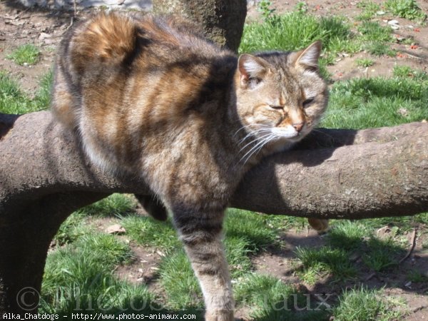 Photo de Chat domestique