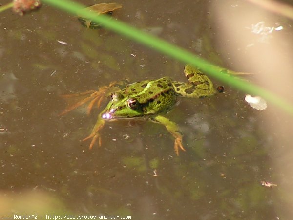 Photo de Grenouille