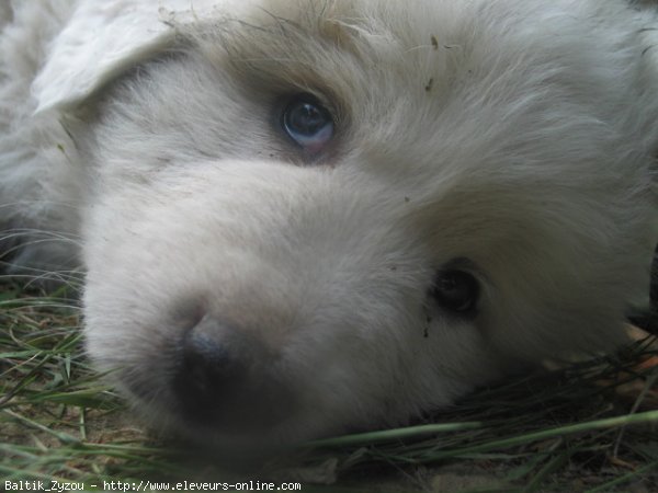 Photo de Chien de montagne des pyrnes