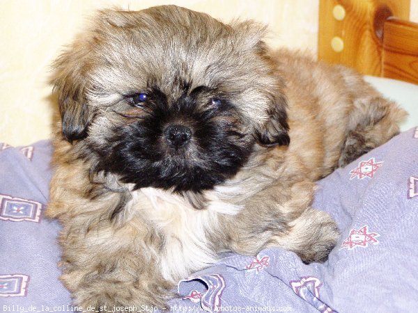 Photo de Shih tzu