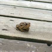 Photo de Grenouille