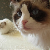 Photo de Ragdoll