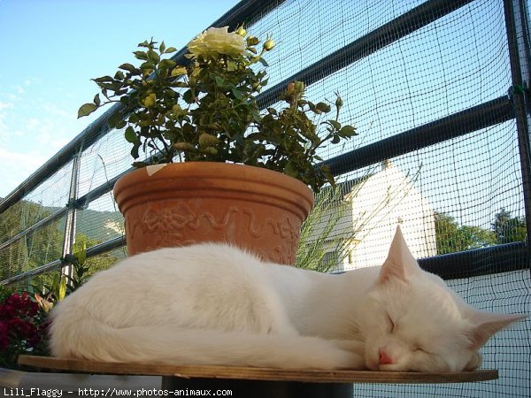 Photo de Chat domestique