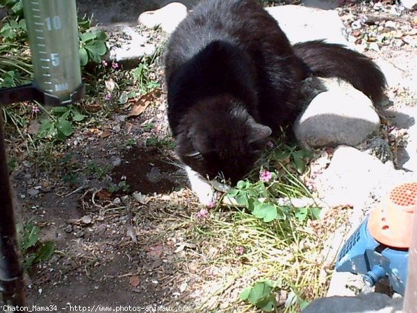 Photo de Chat domestique