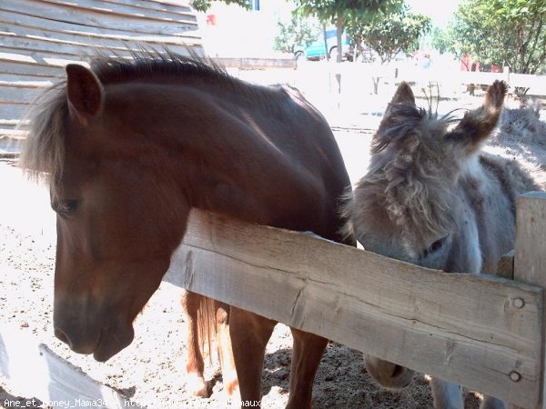 Photo de Races diffrentes