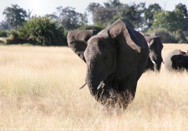 Photo d'Elphant d'afrique