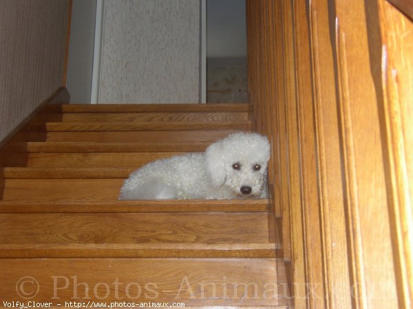 Photo de Bichon  poil fris