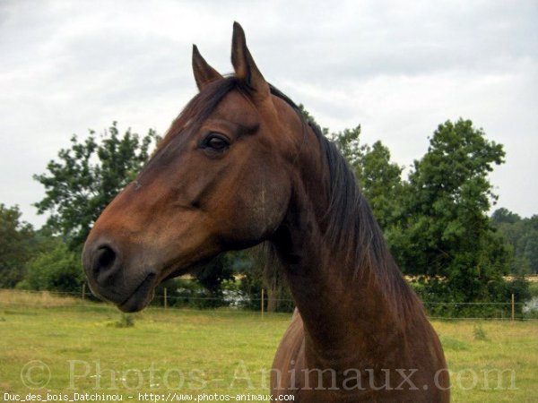 Photo de Trotteur franais