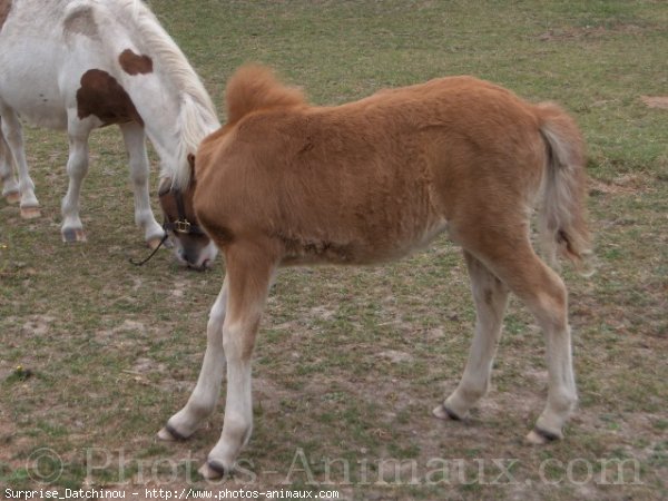 Photo de Shetland