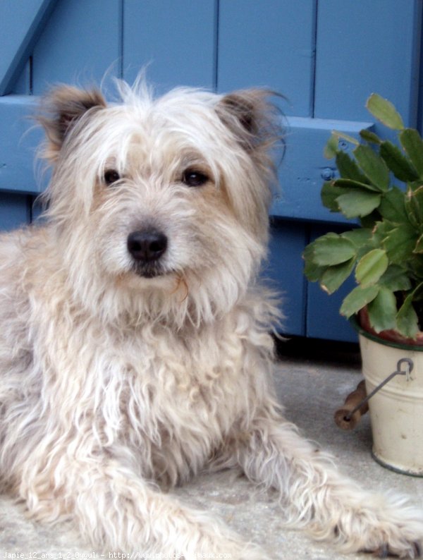 Photo de Chien de berger des pyrenes  poil long