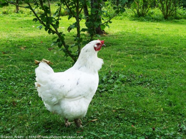 Photo de Poule