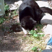 Photo de Chat domestique