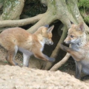 Photo de Renard