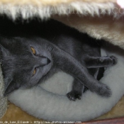 Photo de Chartreux