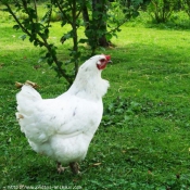 Photo de Poule